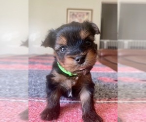 Yorkshire Terrier Puppy for Sale in GLENDALE, Arizona USA