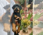 Small Photo #2 Rottweiler Puppy For Sale in RESEDA, CA, USA