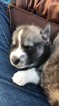 Small Photo #10 Pomsky Puppy For Sale in MIDDLETOWN, OH, USA