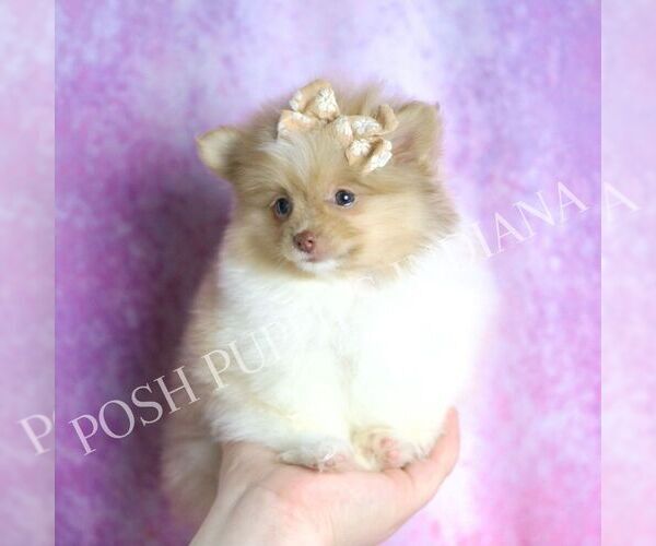 Medium Photo #1 Pomeranian Puppy For Sale in WARSAW, IN, USA