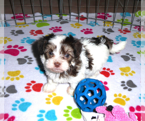 Havanese Puppy for sale in ORO VALLEY, AZ, USA