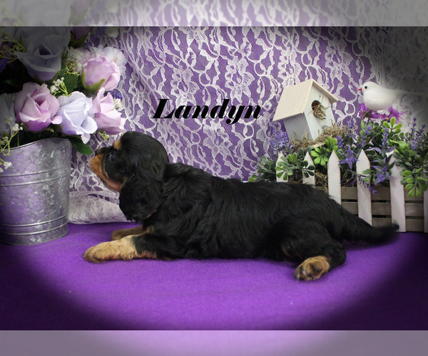Medium Photo #14 Cavalier King Charles Spaniel Puppy For Sale in CHANUTE, KS, USA
