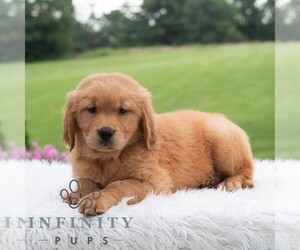 Golden Retriever Puppy for sale in NEWPORT, PA, USA