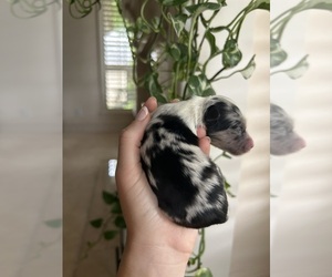 Miniature Australian Shepherd Puppy for sale in NORTH RICHLAND HILLS, TX, USA