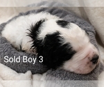 Puppy 5 Saint Berdoodle