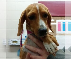 Medium Dachshund Mix