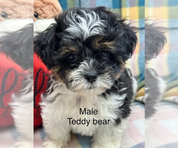 Medium Photo #1 Zuchon Puppy For Sale in SILEX, MO, USA