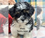 Small Photo #1 Zuchon Puppy For Sale in SILEX, MO, USA