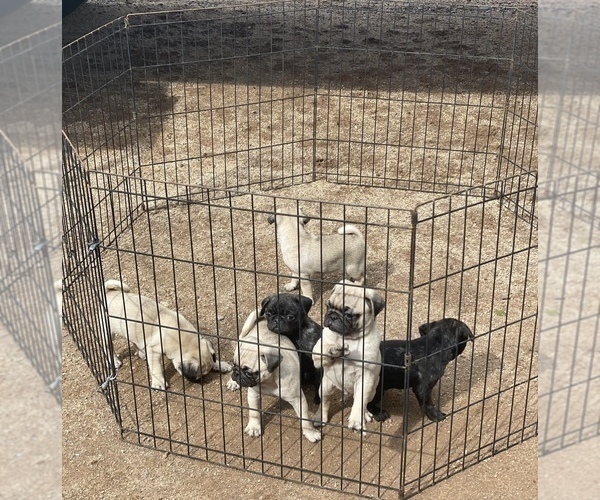 Medium Photo #4 Pug Puppy For Sale in SCOTTSDALE, AZ, USA