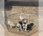 Small Photo #4 Pug Puppy For Sale in SCOTTSDALE, AZ, USA