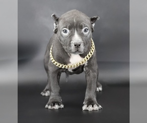 American Bully Puppy for sale in CHAMPAIGN, IL, USA