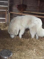Mother of the Great Pyrenees puppies born on 06/26/2017