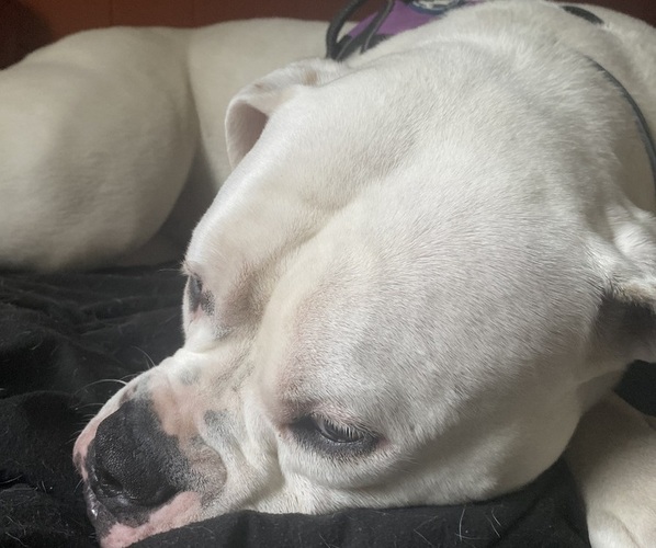 Medium Photo #4 American Bulldog Puppy For Sale in WAPWALLOPEN, PA, USA