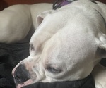Shiloh - Female American Bulldog Puppy for Sale - Photo #4