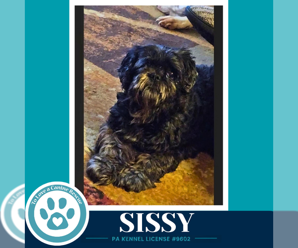 Medium Photo #3 Shih Tzu-Unknown Mix Puppy For Sale in Kimberton, PA, USA