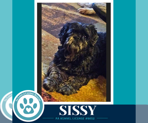 Sissy 100326 - Female Shih Tzu-Unknown Mix Dog for Adoption - Photo #3