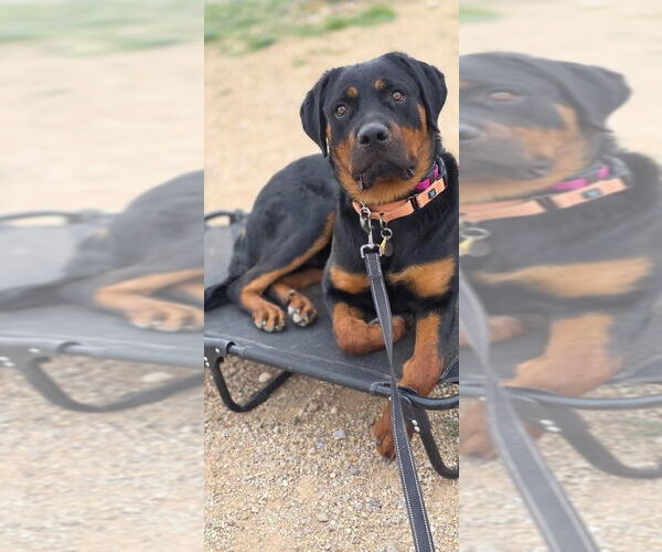 Medium Photo #10 Rottweiler Puppy For Sale in Gilbert, AZ, USA