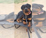 Small Photo #10 Rottweiler Puppy For Sale in Gilbert, AZ, USA
