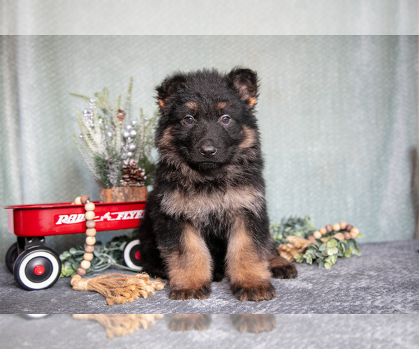Medium Photo #3 German Shepherd Dog Puppy For Sale in NAPPANEE, IN, USA
