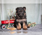Small #2 German Shepherd Dog