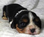 Puppy Puppy 5 Female Cavalier King Charles Spaniel