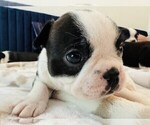 Small Photo #1 Boston Terrier Puppy For Sale in CARMICHAEL, CA, USA