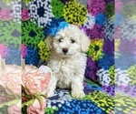 Small Photo #1 Bichon Frise-Bichpoo Mix Puppy For Sale in NOTTINGHAM, PA, USA