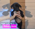 Small #1 Labrador Retriever Mix