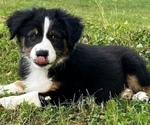 Small Photo #3 Australian Shepherd Puppy For Sale in MORROW, OH, USA