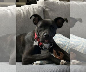 Bullboxer Pit Dogs for adoption in Chandler, AZ, USA