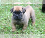 Puppy Nani Boerboel