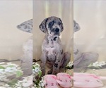 Small Photo #1 Great Dane Puppy For Sale in BIG CANOE, GA, USA