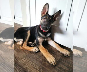 German Shepherd Dog Dogs for adoption in Gretna, NE, USA