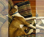Small #13 American Pit Bull Terrier Mix