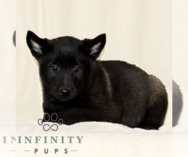 Medium Photo #1 Belgian Malinois Puppy For Sale in RONKS, PA, USA