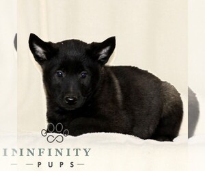 Belgian Malinois Puppy for sale in RONKS, PA, USA