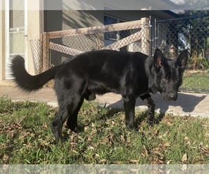 German Shepherd Dog Puppy for sale in CLERMONT, FL, USA