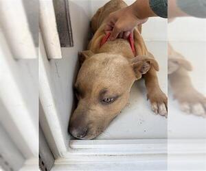 Mutt Dogs for adoption in Houston, TX, USA