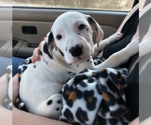 Dalmatian Puppy for sale in FINDLAY, OH, USA