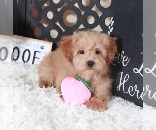 Medium Photo #1 Maltipoo (Miniature) Puppy For Sale in MOUNT VERNON, OH, USA