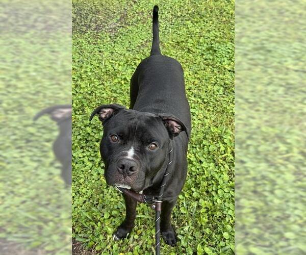Medium Photo #1 American Staffordshire Terrier Puppy For Sale in Fort Lauderdale, FL, USA