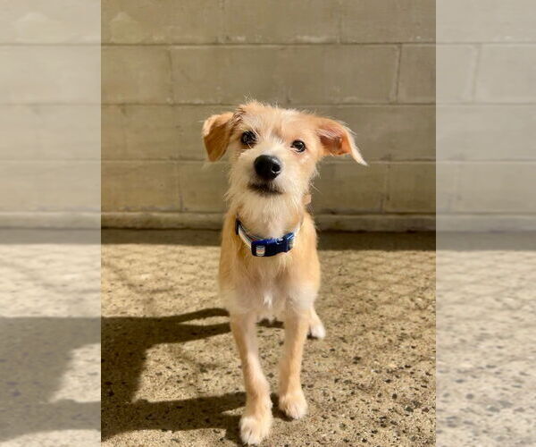 Medium Photo #3 Mutt Puppy For Sale in Gloversville, NY, USA