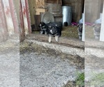 Small Photo #7 German Shepherd Dog Puppy For Sale in WADENA, MN, USA