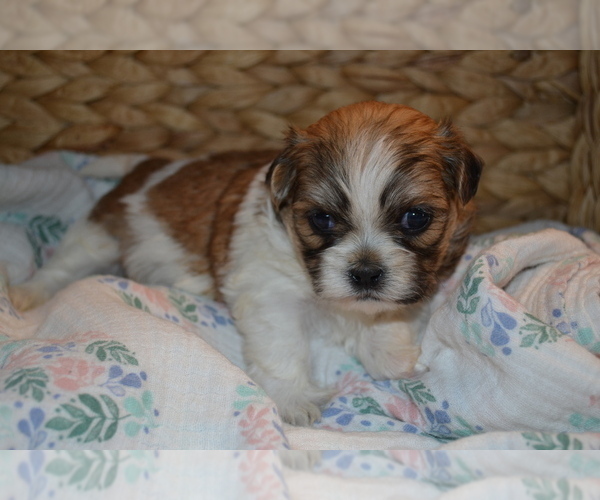 Medium Photo #2 Mal-Shi Puppy For Sale in GREENWOOD, WI, USA