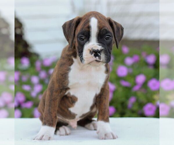 Medium Photo #3 Boxer Puppy For Sale in GORDONVILLE, PA, USA