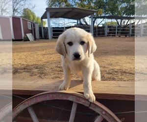 Great Pyrenees Puppy for sale in RIVERSIDE, CA, USA