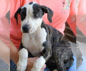 Mutt Dogs for adoption in Prattville, AL, USA