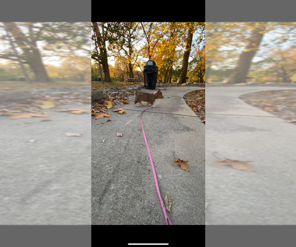 Medium Photo #18 Pembroke Welsh Corgi Puppy For Sale in INDEPENDENCE, MO, USA