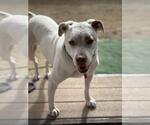 Small #3 Bull Terrier-Pembroke Welsh Corgi Mix