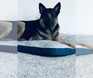 Father of the German Shepherd Dog puppies born on 04/21/2023